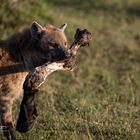 Safari in Kenia