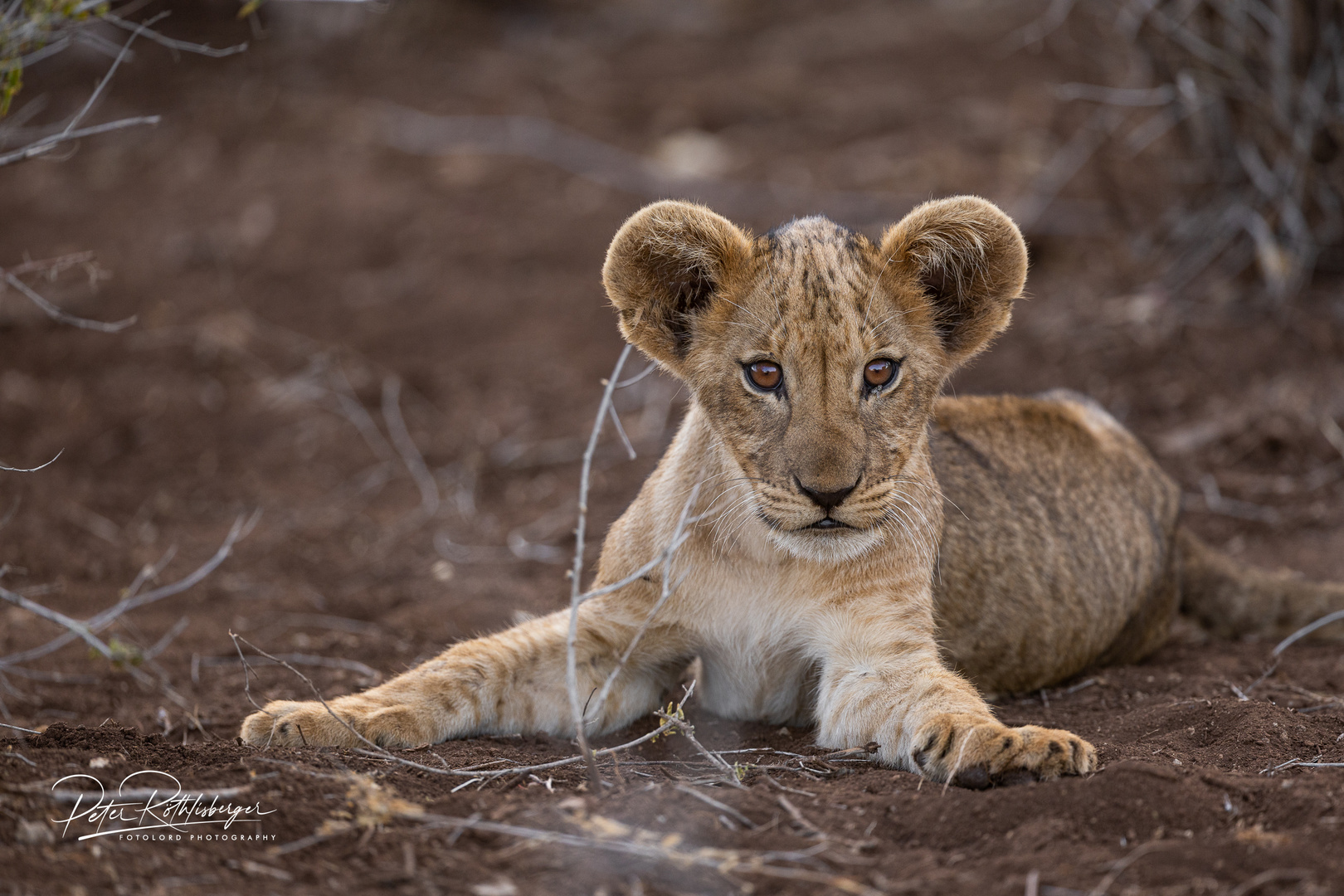 Safari in Kenia