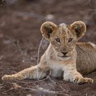 Safari in Kenia