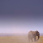 safari in Kenya