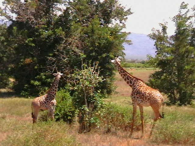 Safari in Kenya