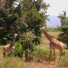 Safari in Kenya