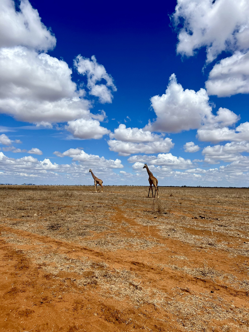 Safari in Mombasa 24