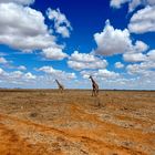 Safari in Mombasa 24