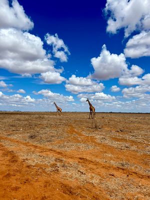 Safari in Mombasa 24