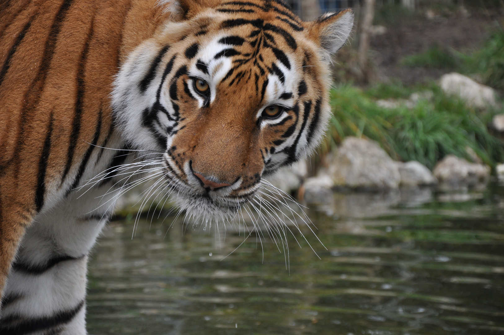 Safari in Solothurn