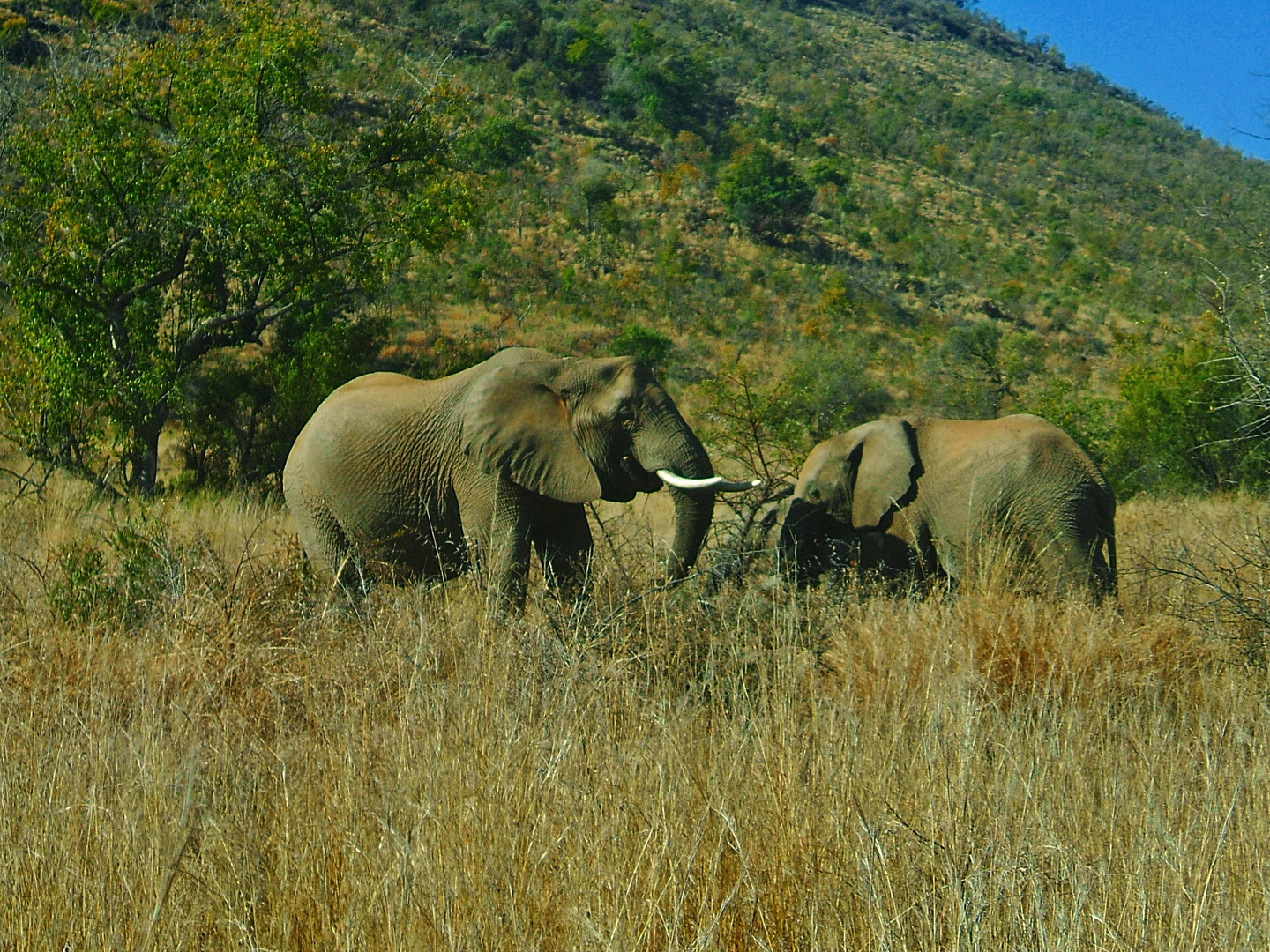 Safari in Südafrika