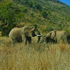 Safari in Südafrika