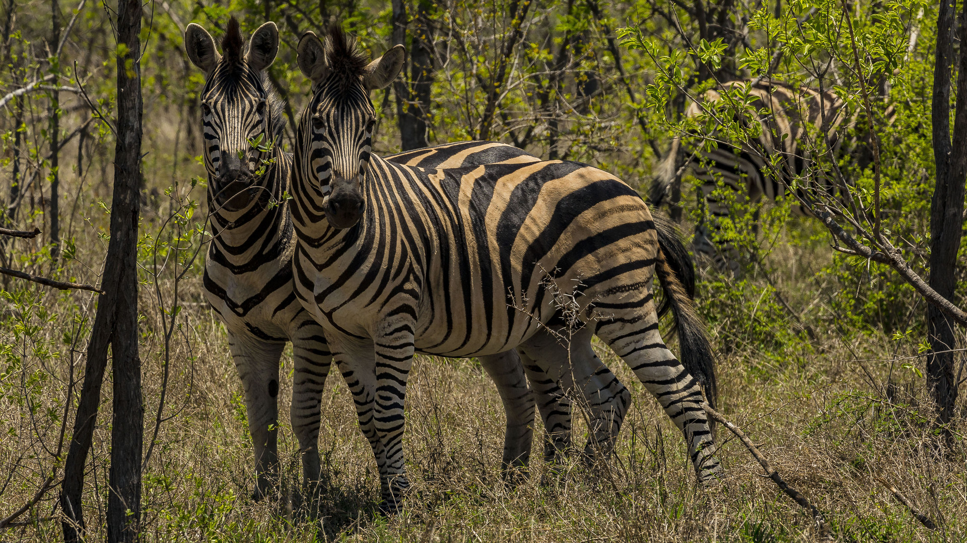 SAFARI IN SÜDAFRIKA - ZEBRAS