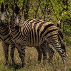 SAFARI IN SÜDAFRIKA - ZEBRAS