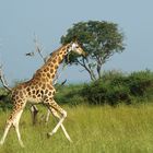 Safari in Uganda