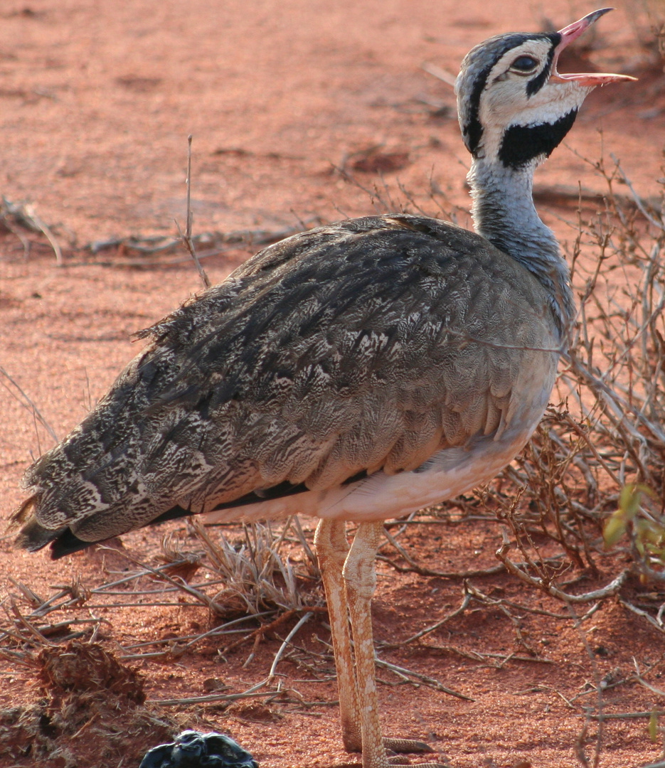 Safari (Kenia)