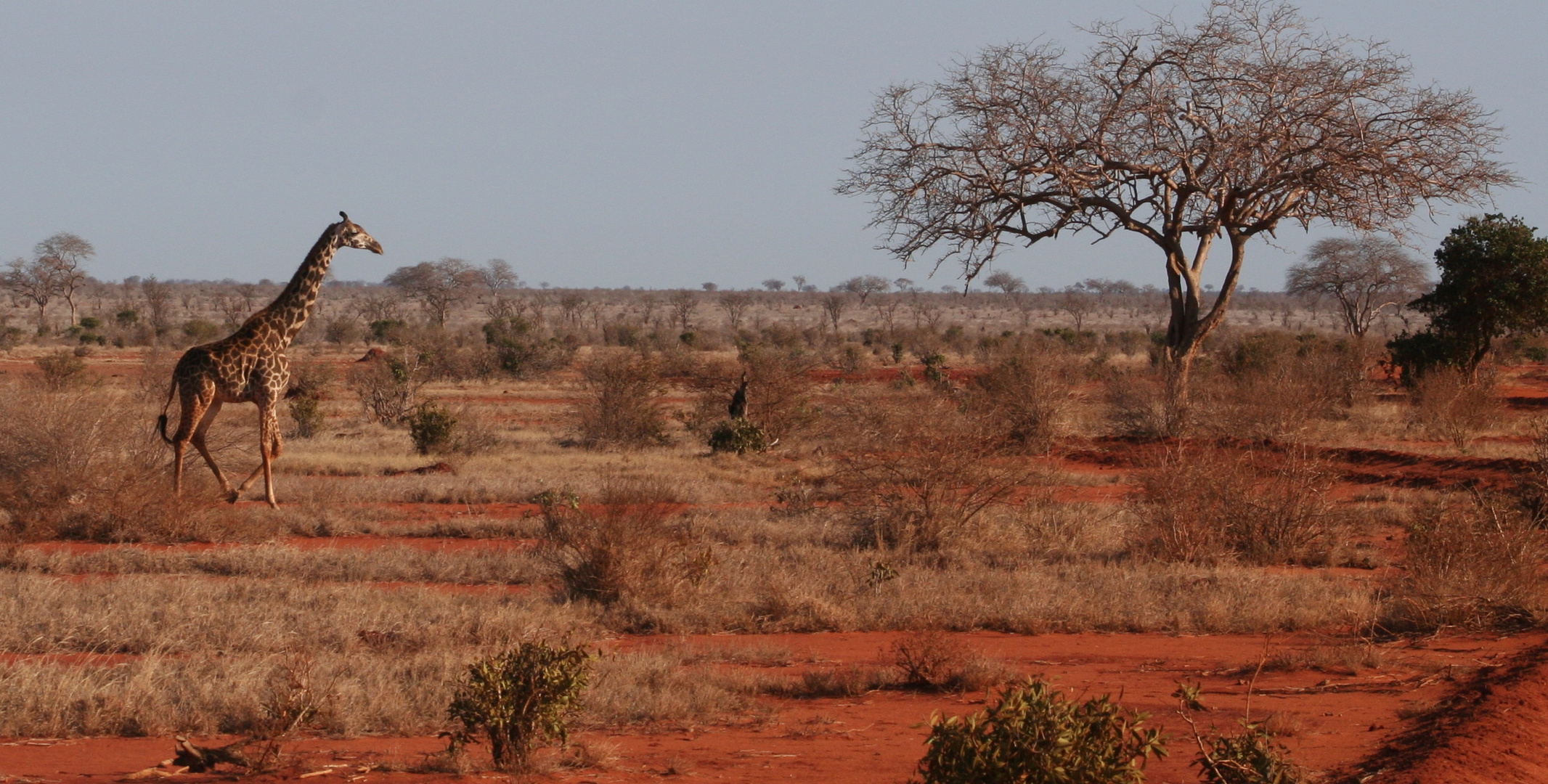 Safari (Kenia) Giraffe