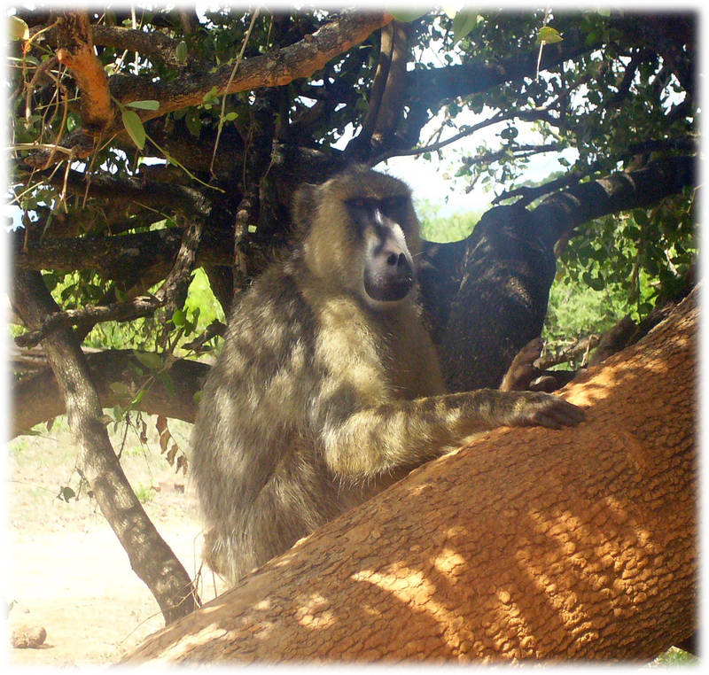 Safari Kenya 1 - bleib auf dem Baum