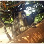 Safari Kenya 1 - bleib auf dem Baum