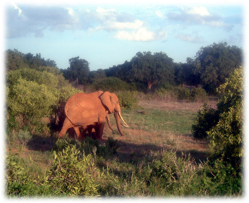 Safari Kenya 2 - einsamer Elefant