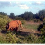 Safari Kenya 2 - einsamer Elefant