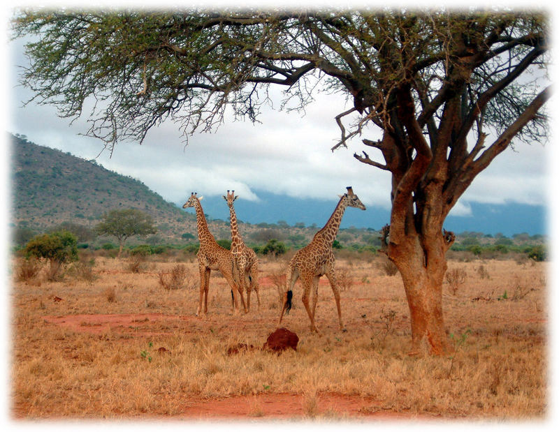 Safari Kenya 3 - graziöse Tiere