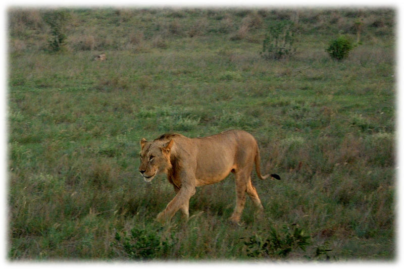 Safari Kenya 4 - König der Tiere