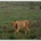 Safari Kenya 4 - König der Tiere