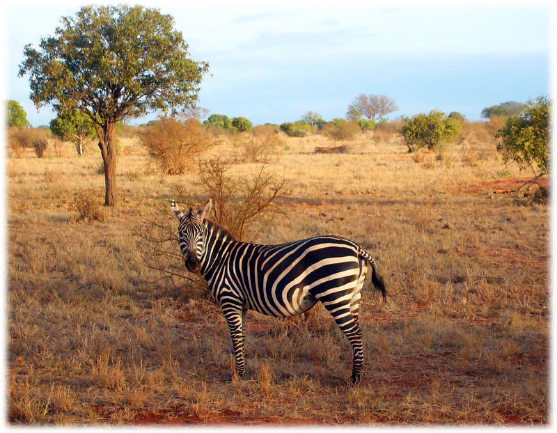 Safari Kenya 5 - noch im Schlafanzug