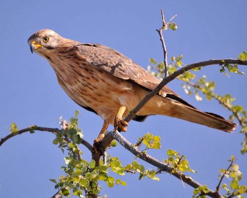 ...Safari Kenya...10