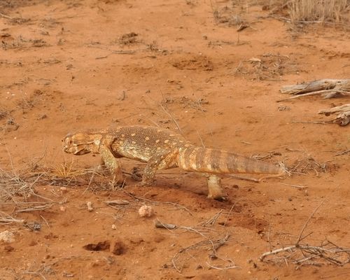 ...Safari Kenya...15