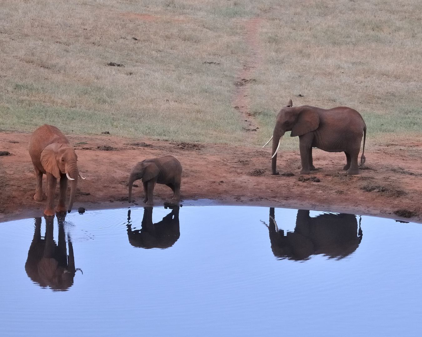 ...Safari Kenya...16
