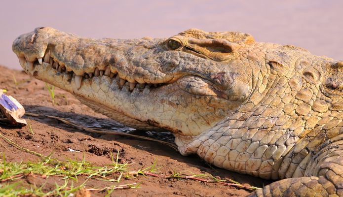 ...Safari Kenya...17