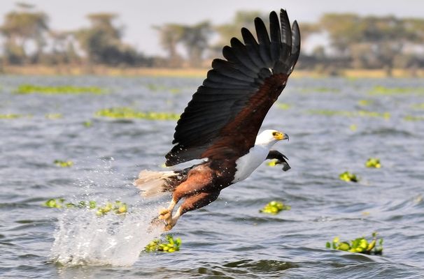 ...Safari Kenya...18