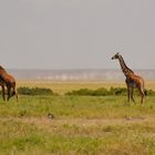 ...Safari Kenya...9