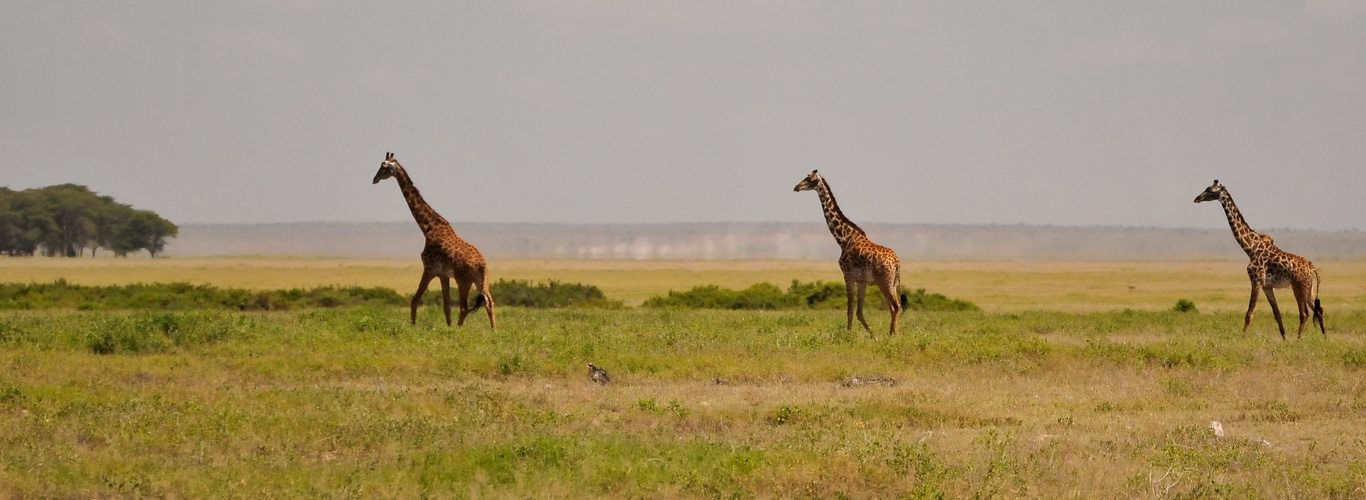 ...Safari Kenya...9