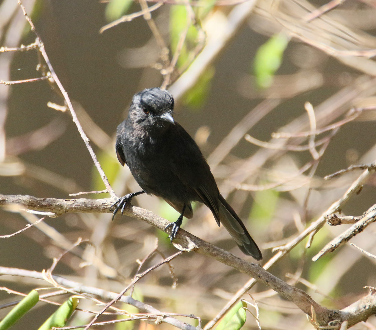 Safari Masai Mar 2016 - Trauerdrongo 