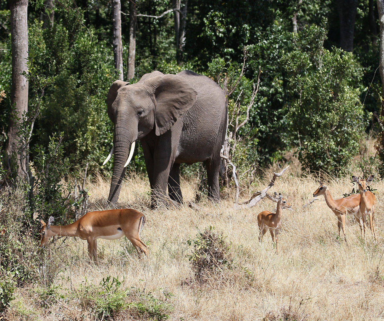 Safari Masai Mara 2016 - Afrikanischer Elefant und Impalas