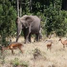 Safari Masai Mara 2016 - Afrikanischer Elefant und Impalas