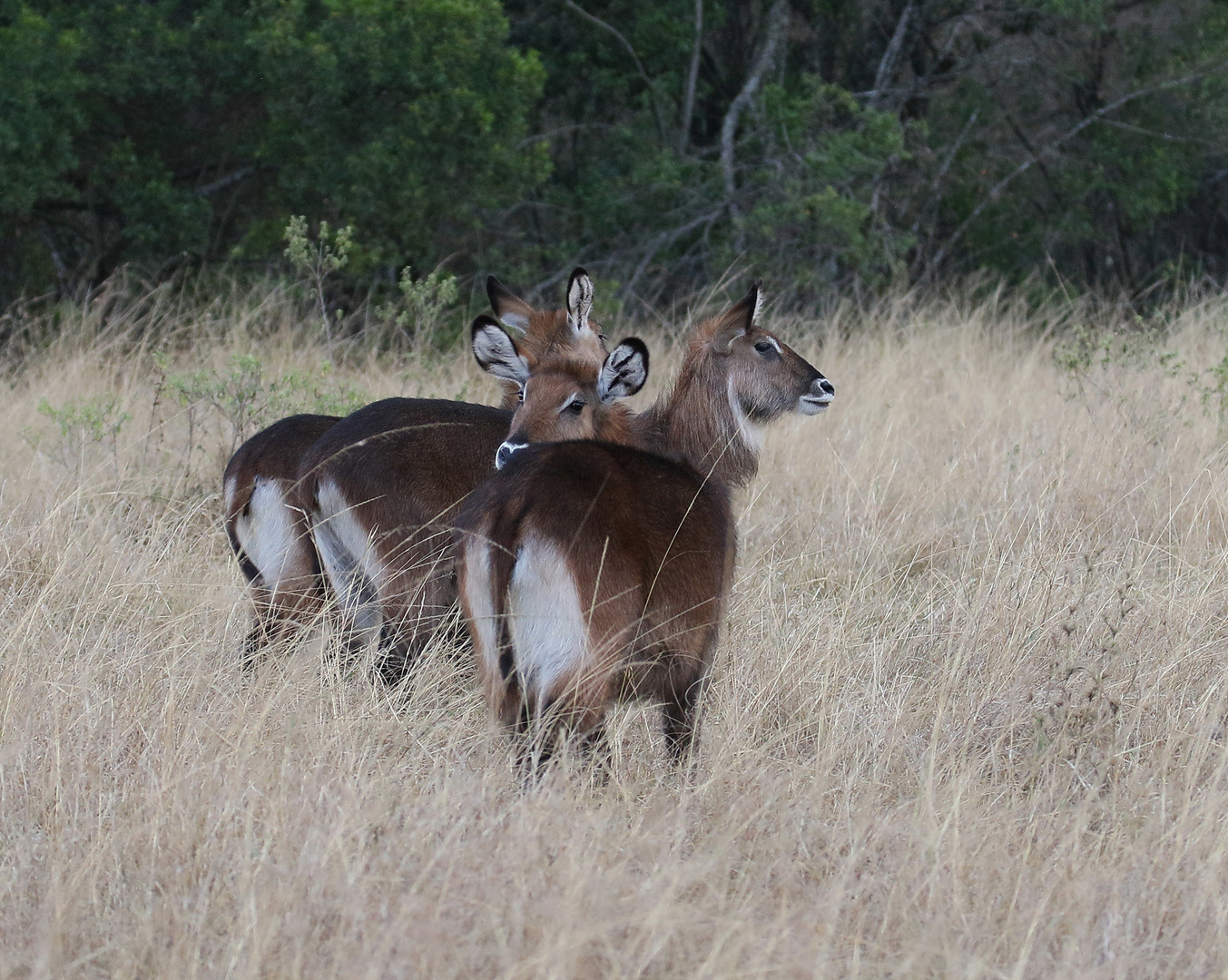 Safari Masai Mara 2016 - Defassa-Wasserbock die Weiblichkeit im Abendlicht