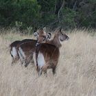 Safari Masai Mara 2016 - Defassa-Wasserbock die Weiblichkeit im Abendlicht