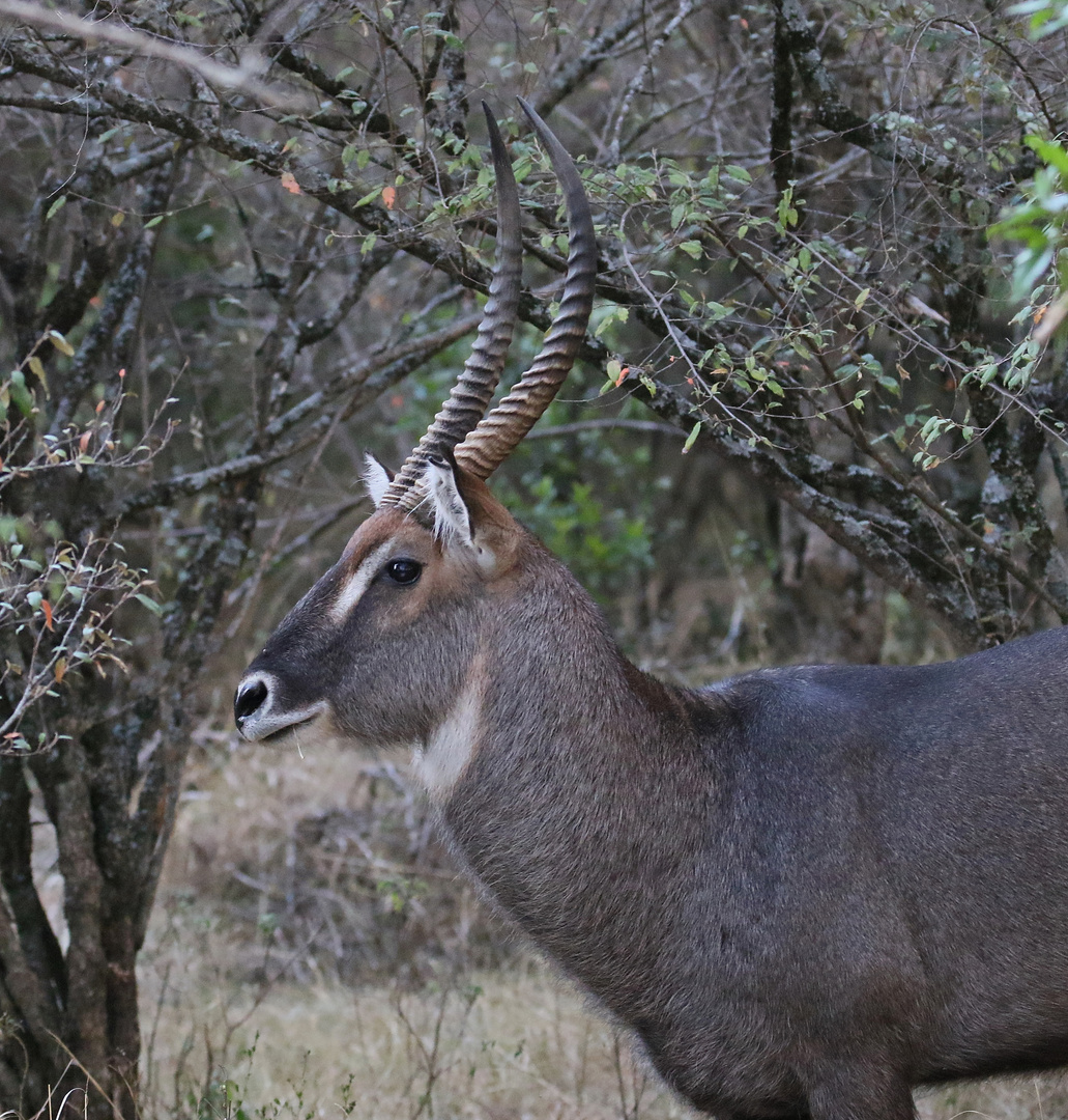 Safari Masai Mara 2016 - Defassa-Wasserbock Männchen