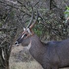 Safari Masai Mara 2016 - Defassa-Wasserbock Männchen