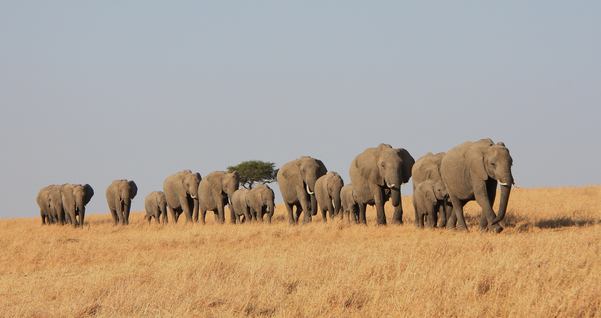 Safari Masai Mara 2016 - Elefantenherde - Bild 1