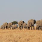 Safari Masai Mara 2016 - Elefantenherde - Bild 1