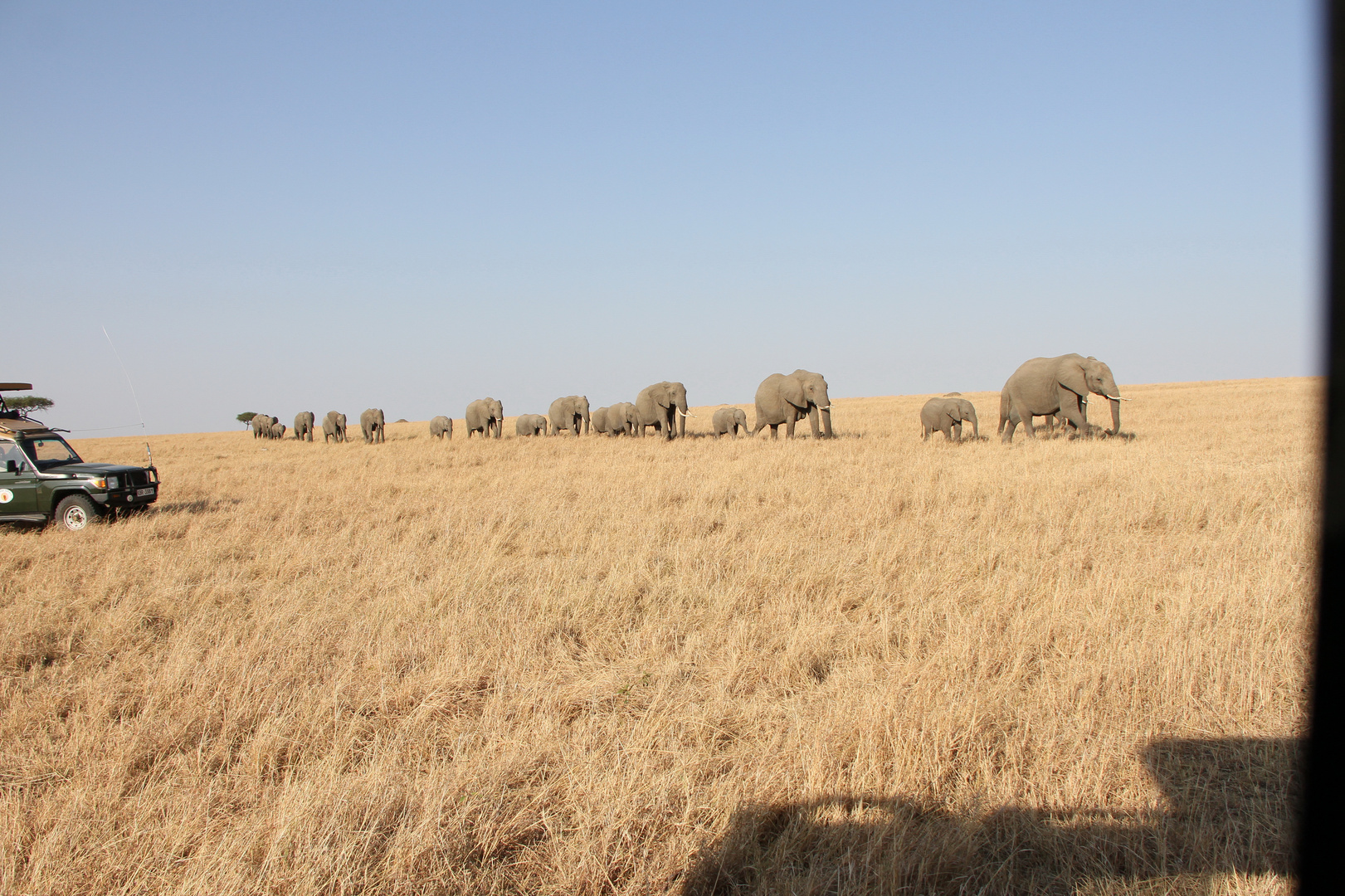 Safari Masai Mara 2016 - Elefantenherde – Bild 2