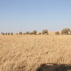 Safari Masai Mara 2016 - Elefantenherde – Bild 2