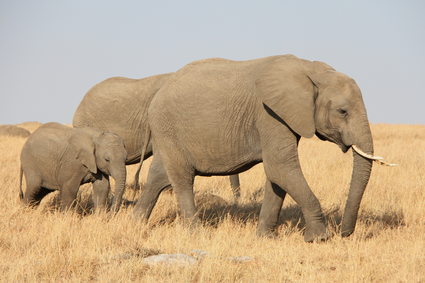 Safari Masai Mara 2016 - Elfantenherde - Bild 3