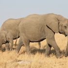 Safari Masai Mara 2016 - Elfantenherde - Bild 3