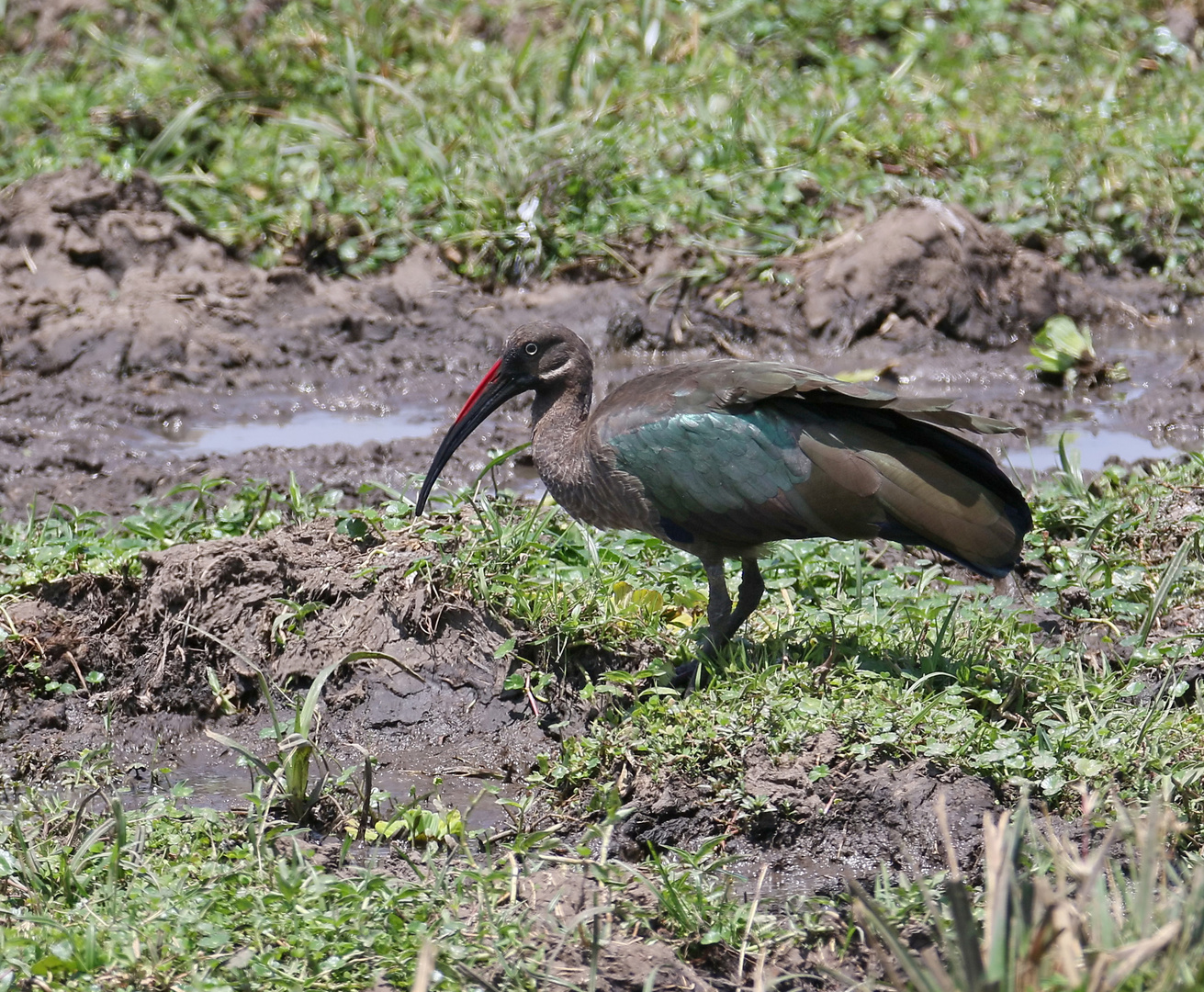 Safari Masai Mara 2016 - Hagedasch 