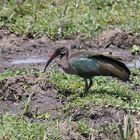 Safari Masai Mara 2016 - Hagedasch 