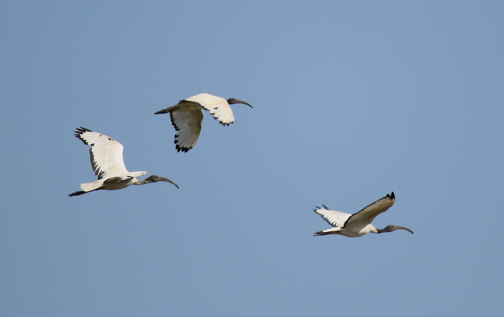 Safari Masai Mara 2016 - Heiliger Ibis