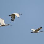 Safari Masai Mara 2016 - Heiliger Ibis