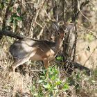 Safari Masai Mara 2016 - Kirk-Dikdik 